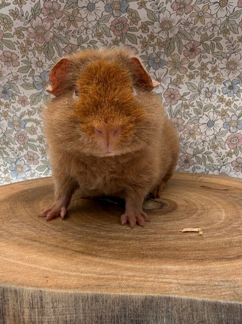 Pure bred teddy pig