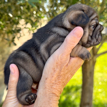 Beautiful frenchie pups