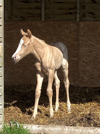 Palomino Roan Quarter Horse Filly