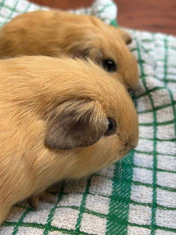 Californian self and crested guinea pigs male and female