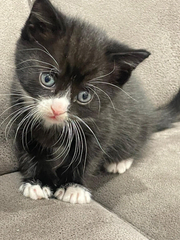 Male kitten for sale