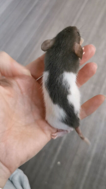 Dwarf rats