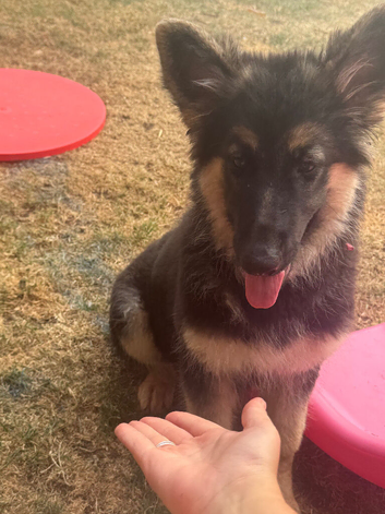 German shepherd