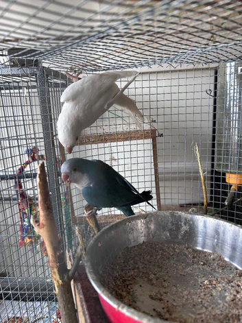 Blue and white Quaker parrot pair