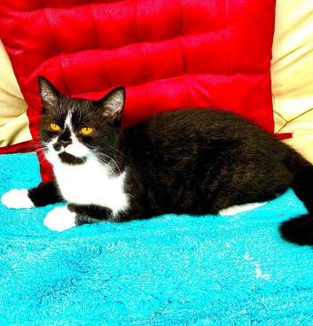 REDUCED! 1 last Scottish Fold kitten looking for a new home