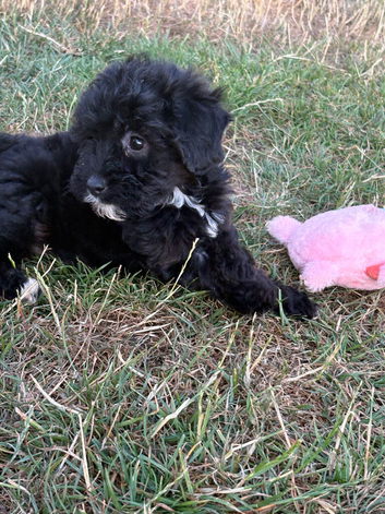 Jackapoo puppies