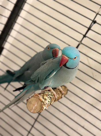 RINGNECK