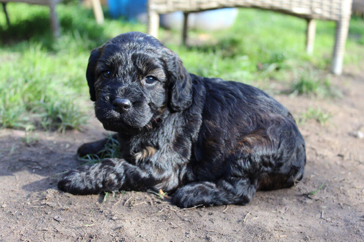 Gorgeous Schnocker puppies
