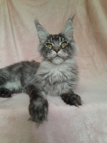 Polydactyl/ Black Silver/Smoke kittens maine coonTICA reg