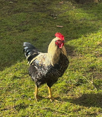 Rooster