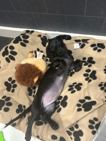 Milo is looking for a new home!