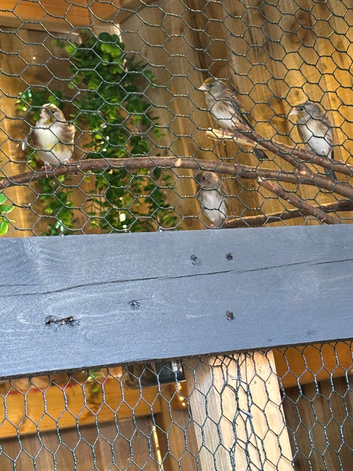 Goldfinch mule
