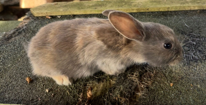 Mini lop cross Rex bunnies