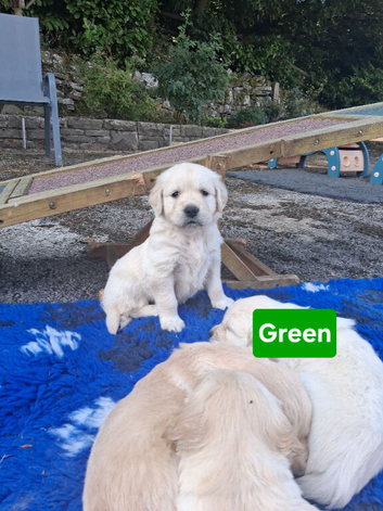 Golden Retrievers - Ready Sep 6th