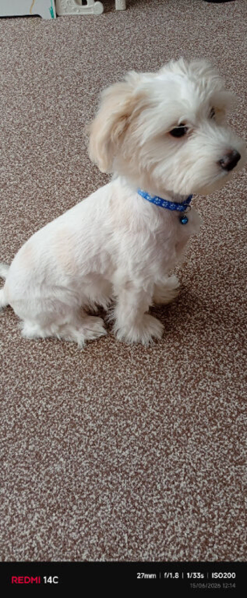 Puppy Bichon Frise