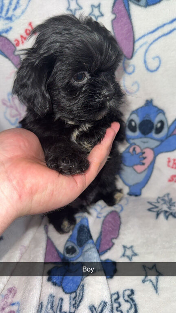 Imperial shihtzu puppies