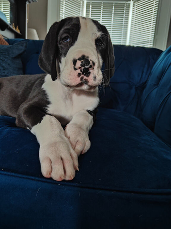 Stunning Great Dane Puppies for Sale