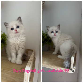 Pure Ragdoll Kittens &ndash; Available for Reservation