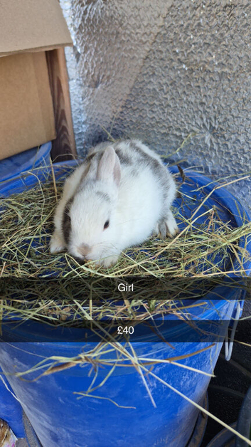 Baby Rabbits 8 week old Friendly