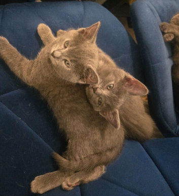 Kitten