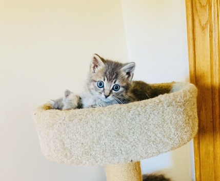 British long hair mix kittens