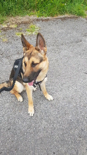 male german shepard