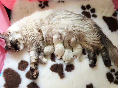 Ragdoll kittens for sale