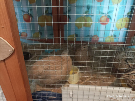 Available - Golden Cinnamon Male - 7 weeks old (vent sexed) and has foam now (females also available soon)