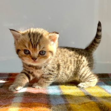 Golden Spotted Tabby British Shorthair Female