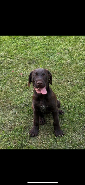1 Beautiful Pointer Puppy