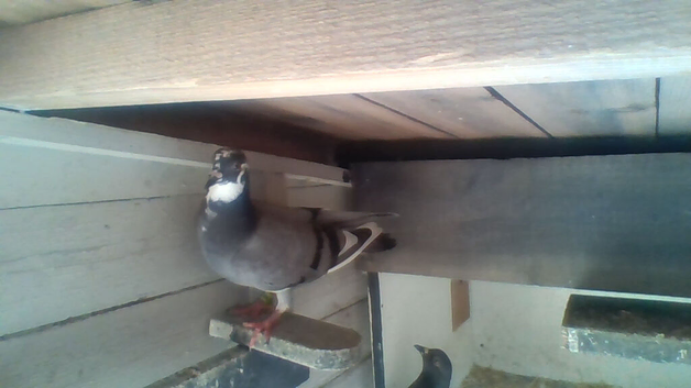for sale  young race birds