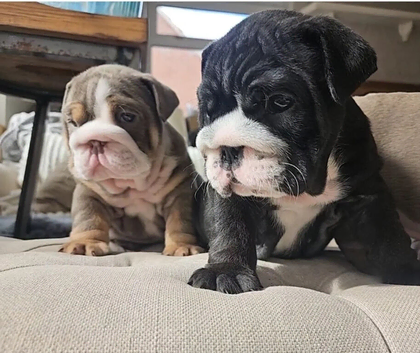 Gorgeous English Bulldog Puppies &ndash; Loving Forever Homes