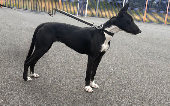 Female dog