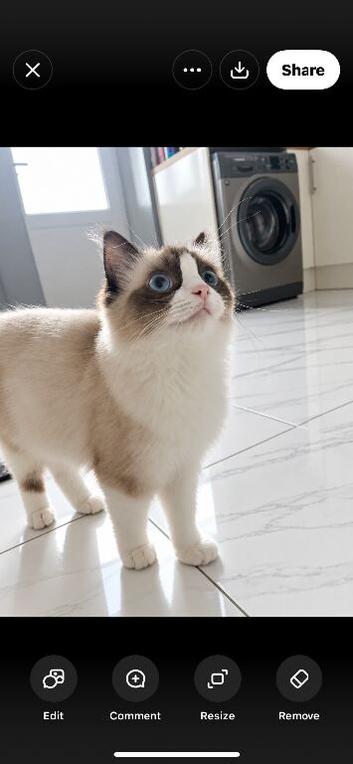 Last Ragdoll boy left