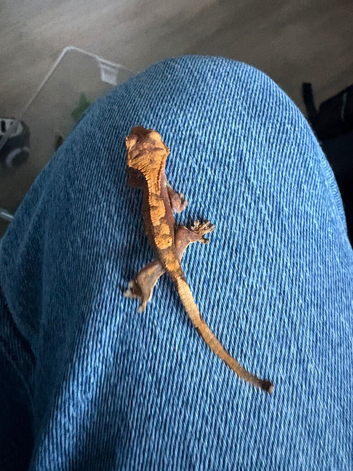 Baby crested gecko