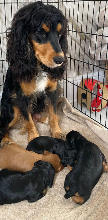 Beautiful cocker spaniel puppies