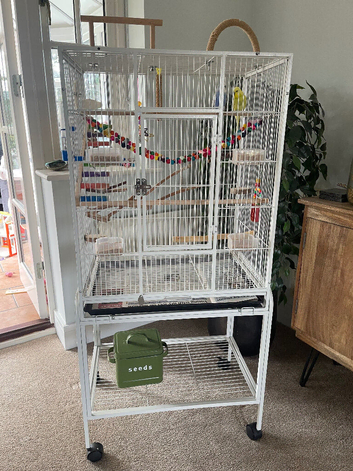 2 Male Budgies