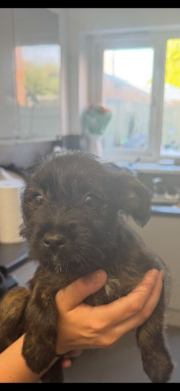2 X yorkie X Staffy puppies