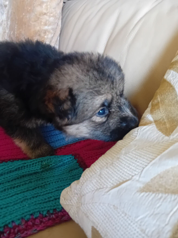Puppies for Sale