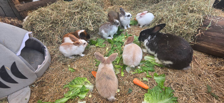 Beautiful half giant rabbits