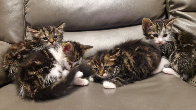 Beautiful 4 kittens