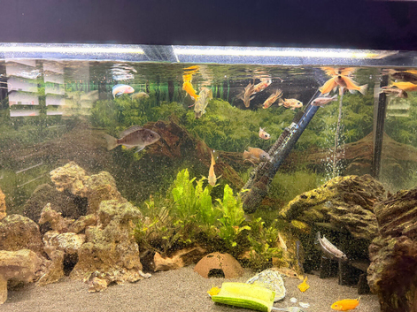 Mixed Malawi - closing tank - SOLD***