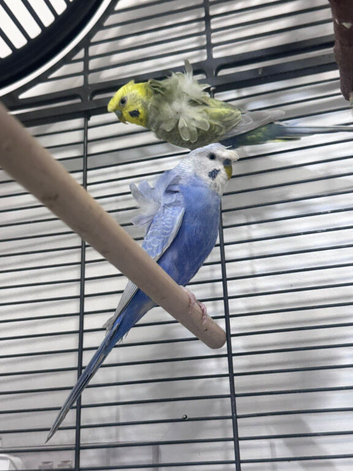 Top Quality Hagoromo (Helicopter) Budgies Pair &ndash; Breeding Ready &ndash; Rare Bloodline