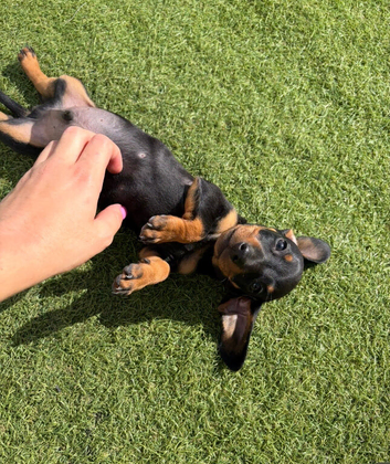 Miniature dachshund puppies