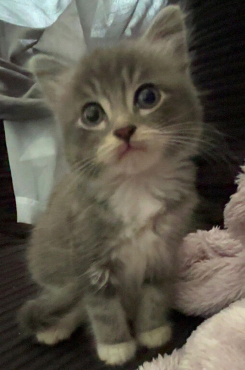Kitten for sale
