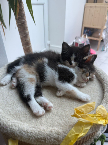 Ready this week. Three beautiful mixed kittens available