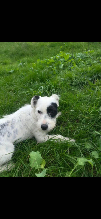 Max - girl puppy Jack Russel