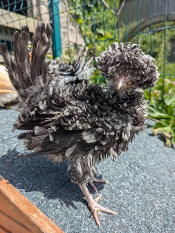 Polish Bantam & Tolbunt Pullets 10-12 weeks old