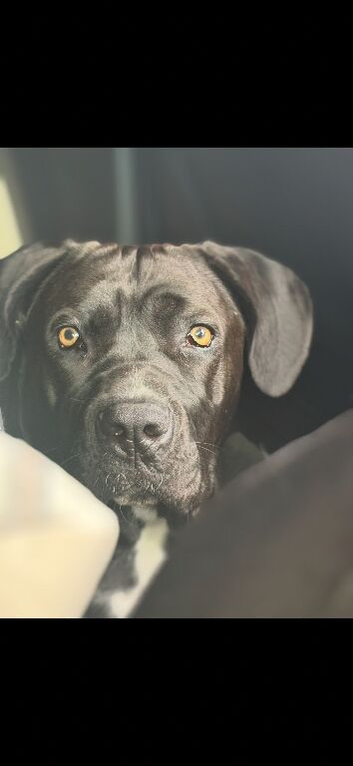 Cane corso x