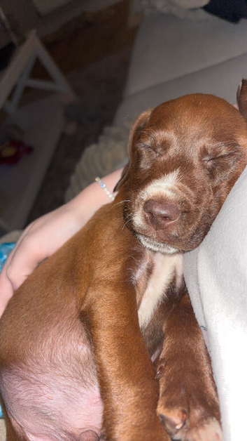 Spaniel cross patterdale